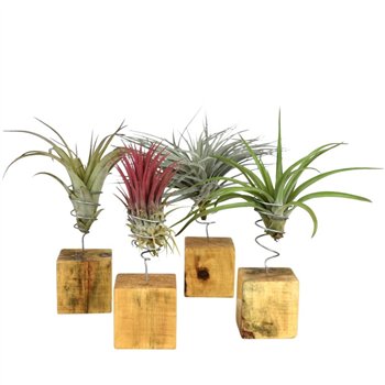 Tillandsia arrangement houtblok large 20 cm fi7 cm Q6149
