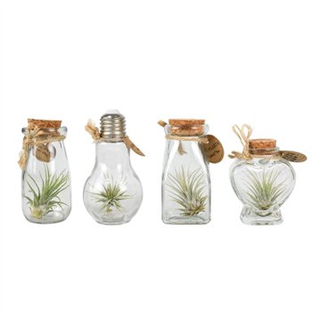 Tillandsia arrangement glas bottle small mix 15 cm fi5 cm Q6162