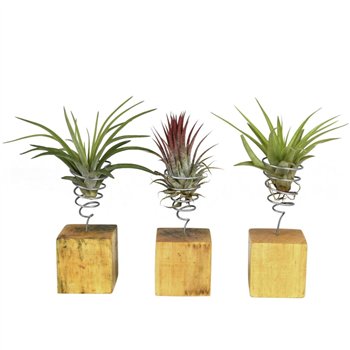 Tillandsia arrangement houtblok small 13 cm fi6 cm Q6147