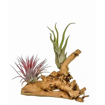 Tillandsia arrangement tillandsia wood small 1 pp 2 fl 15 cm fi10 cm Q6128