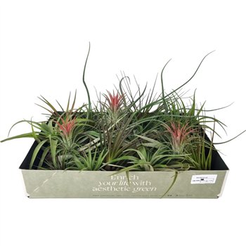 Tillandsia mix 101413 x40 8 cm fi7 cm Q6105