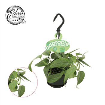 Epipremnum pinnatum cebu blue hp 15 cm fi10.5 cm Q2773