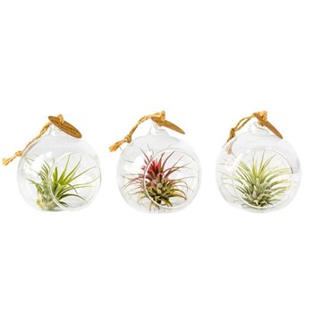 Tillandsia arrangement glas hangbol mini 10 cm fi8 cm Q6153
