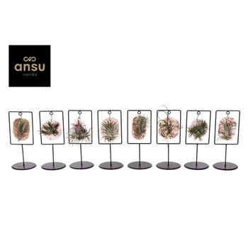 Tillandsia ionantha Tilly Tiles in Design Frame Single 0885 26 cm fi11.5 cm Q6142