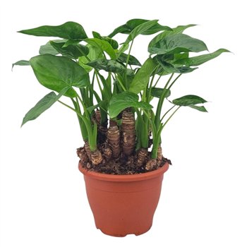 Alokazija cucullata Multitrunk Green 60 cm fi26 cm Q252