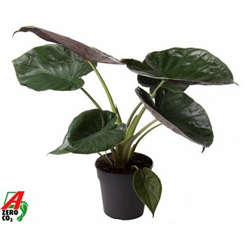 Alokazija wentii 80 cm fi24 cm Q255