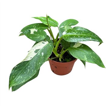 Philodendron jose buono 35 cm fi17 cm Q5708