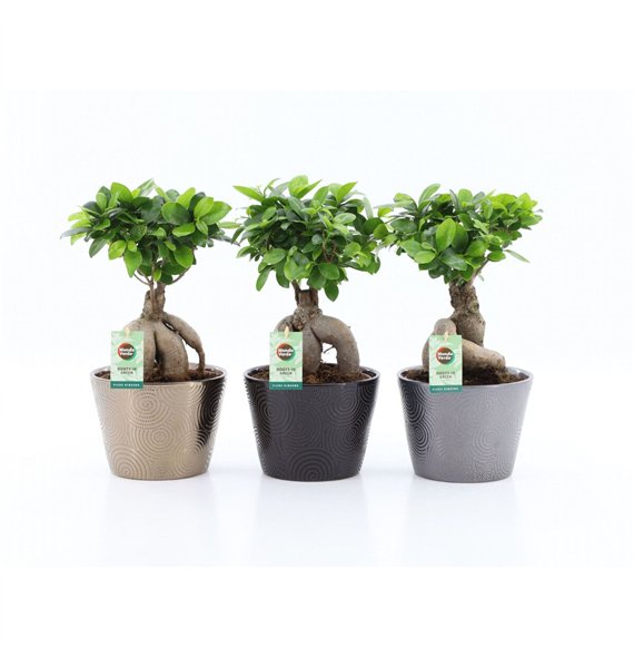 Fikus microcarpa ginseng Fikus Ginseng Infinitie ceramic 42 cm fi19 cm Q2870 Fikus microcarpa ginseng Fikus Ginseng Infinitie ceramic 42 cm fi19 cm Q2870