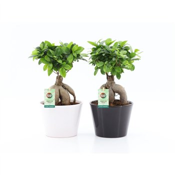 Fikus microcarpa ginseng in zwart-wit ceramic 42 cm fi19 cm Q2909