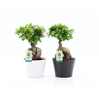 Fikus microcarpa ginseng Fikus Ginseng ZWART   WIT ceramic 40 cm fi17 cm Q2872