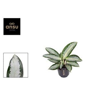 Aglaonema silver blue 30 cm fi12 cm Q195