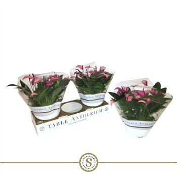 Anthurium andr  zizou table bowl 30 cm fi17 cm Q553