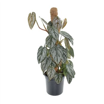 Philodendron brandtianum mosstok 70 cm fi16 cm Q5731
