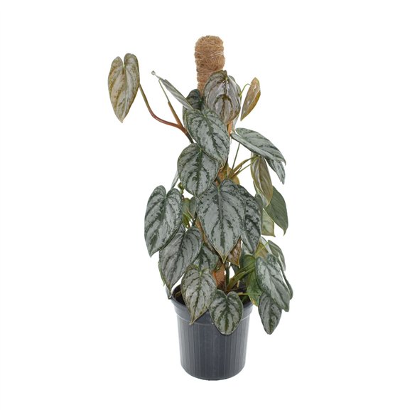 Philodendron brandtianum mosstok 70 cm fi16 cm Q5731 Philodendron brandtianum mosstok 70 cm fi16 cm Q5731
