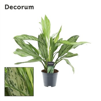 Aglaonema silver queen Decorum 60 cm fi14 cm Q233