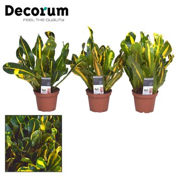 Kroton variegatum mammi Croton Mammi Yellow kopstek 7 cm (Decorum) 25 cm fi7 cm Q2150
