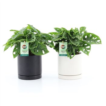 Monstera adansonii in hainan ceramic 25 cm fi13 cm Q3526