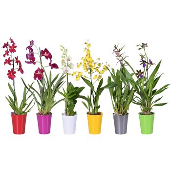 Orchidee Orchideeën mix 1 stems 12 cm with colored plastic pot 55 cm fi12 cm Q3585