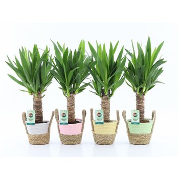 Juka 25cm single stem 3+heads in noah Košara pastel 50 cm fi14 cm Q5212