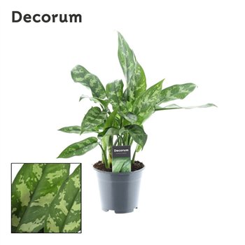 Aglaonema maria Decorum 40 cm fi14 cm Q136