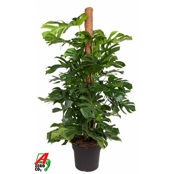Monstera deliciosa Monstera Deliciosa mosstok P40-180 5 pp 180 cm fi40 cm Q3566