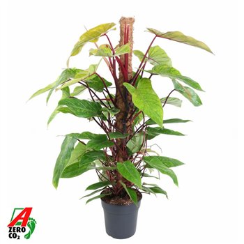 Philodendron painted lady mosstok 120 cm fi24 cm Q4708