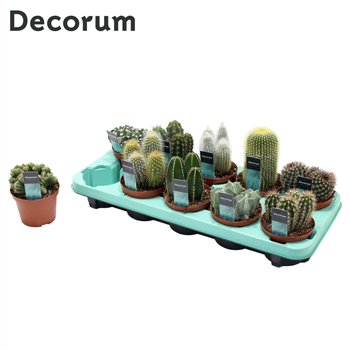 Kaktus mix 10 kinds (Decorum) 18 cm fi10.5 cm Q1162