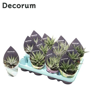 Haworthia mix 4 kinds (Decorum 12 cm fi8.5 cm Q1720