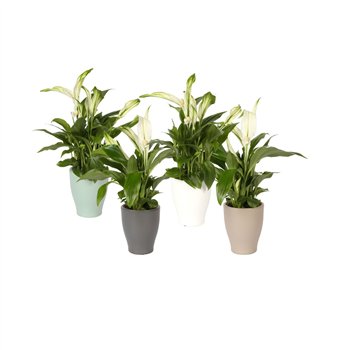Spatifil pearl cupido KP-590 30 - in trendy ceramic 24 cm fi7 cm Q5481