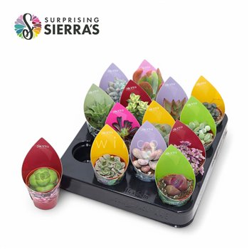 Sukulente 14 kinds mix (sierra) 13 cm fi5.5 cm Q1600
