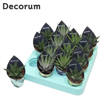 Haworthia mix 4 kinds (Decorum) 12 cm fi5.5 cm Q1724