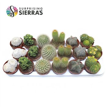 Kaktus mix Sierras® - Santiago Kaktus Mix (Deluxe) 15 cm fi8.5 cm Q1124