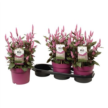 Celosia wild pink zancewil gardenplant 48 cm fi19 cm Q1883