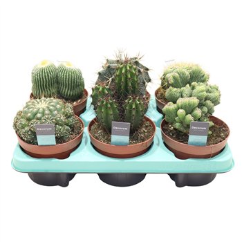 Kaktus mix 6 kinds (Decorum) 20 cm fi13 cm Q1149