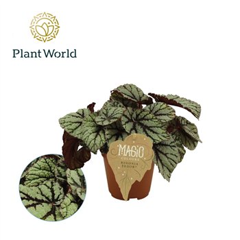 Begonija leaf magic colours fedor Begonija rex Fedor 12cm 3 pp 25 cm fi12 cm Q856