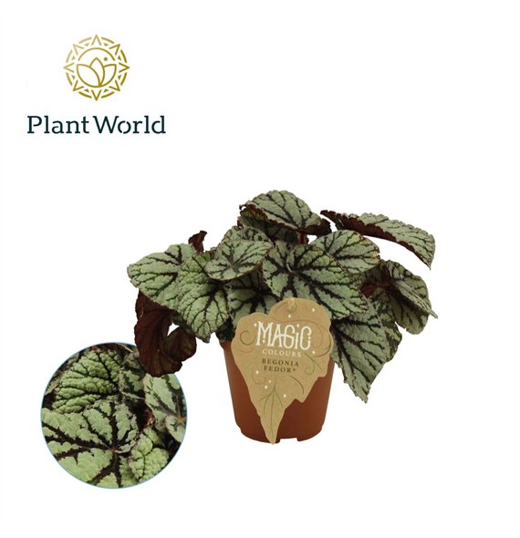 Begonija leaf magic colours fedor Begonija rex Fedor 12cm 3 pp 25 cm fi12 cm Q856 Begonija leaf magic colours fedor Begonija rex Fedor 12cm 3 pp 25 cm fi12 cm Q856