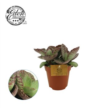 Kalanhoja humilis surprising desert 30 cm fi12 cm Q3311