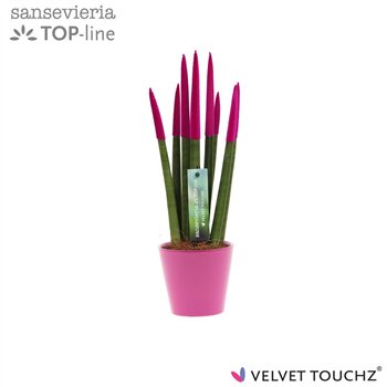 Taščin jezik - Sanseveria velvet touchz fuchsia ceramic 35 cm fi8.5 cm Q4825