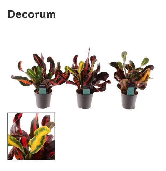 Kroton variegatum mammi Croton Mammi kopstek 7 cm (Decorum) 1 pp 20 cm fi7 cm Q1627 Kroton variegatum mammi Croton Mammi kopstek 7 cm (Decorum) 1 pp 20 cm fi7 cm Q1627