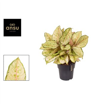 Aglaonema corn silk 45 cm fi19 cm Q138