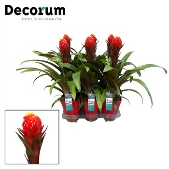 Guzmania punta Luxe ceramic 55 cm fi14 cm Q3214