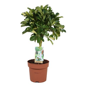 Šeflera arboricola gold capella braided stem 60 cm fi17 cm Q5341
