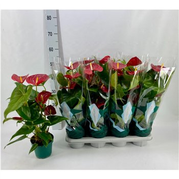 Anthurium andr  nevada Basic 50 cm fi14 cm Q531