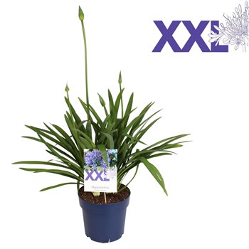 Agapanthus eydori blue   without flower 90 cm fi27 cm Q129