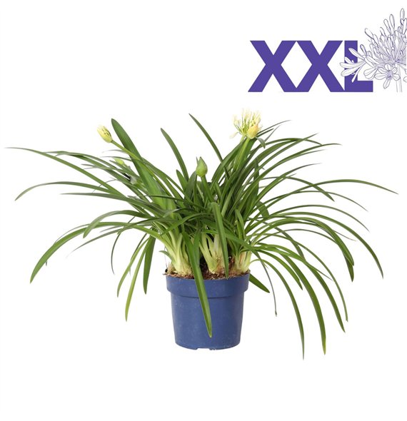 Agapanthus eydori white 7 stek large flowered 95 cm fi32 cm Q131 Agapanthus eydori white 7 stek large flowered 95 cm fi32 cm Q131