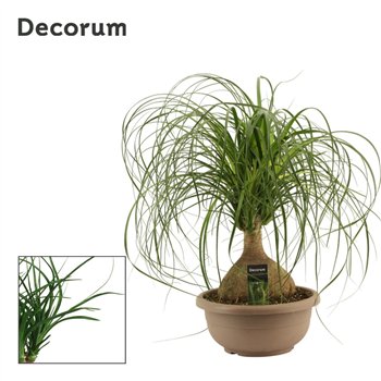 Nolina Beaucarnea recurvata bulb decorum 65 cm fi30 cm Q864