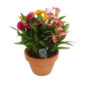 Kala Trip - Terracotta kuip 50 cm fi25 cm Q5786