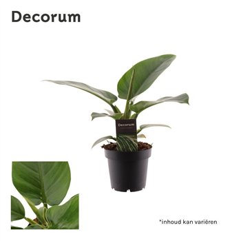 Philodendron imperial green Philodendron Imperial Green P12 (Decorum) 3 pp 35 cm fi12 cm Q5377