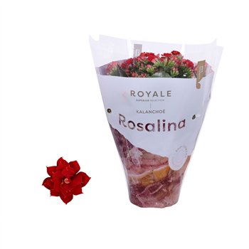 Kalanhoja rosalina rood royale 27 cm fi12 cm Q6261