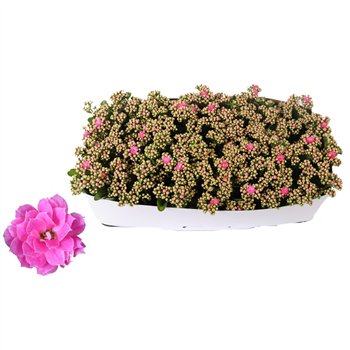 Kalanhoja rosalina don nando Traykraag 27 cm fi12 cm Q6270